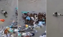 Video: Cảm động chó mẹ dũng cảm bơi qua dòng nước lũ cứu con