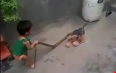 Rùng mình em bé 2 tuổi tay không bắn rắn 'khủng'