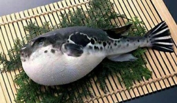 Cách người Nhật làm thịt những con có nóc cực độc