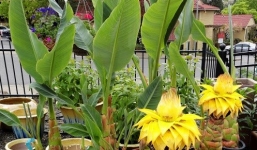 Cơn sốt hạt giống cây ngoại giá 250.000 đồng/hạt