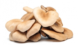 Nấm bào ngư xám và lợi ích bất ngờ cho sức khỏe