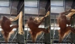 Đười ươi thông minh tự mắc võng nằm rất điệu nghệ