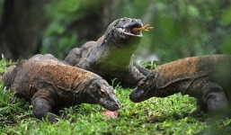 Rồng Komodo quyết chiến với rắn hổ mang