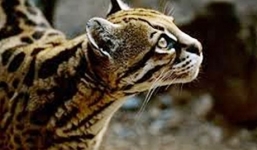 Xuất hiện báo mèo hoang dã tại bãi nổi sông Hồng?