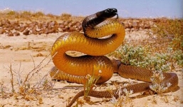 Cận cảnh loài rắn độc gấp 300 lần hổ mang bành đủ giết 100 người