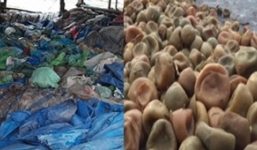 'Rợn người' xem cảnh làm mứt Tết từ chanh, quất thối