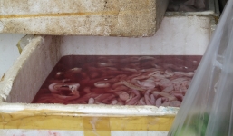 Đà Nẵng: Phát hiện 300 kg nội tạng hôi thối trên xe tải