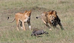 Báo đốm quay cuồng tấn công lợn rừng nhưng thất bại thảm hại