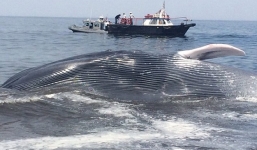 Giải cứu cá voi xanh khổng lồ dài 20m  bị mắc cạn