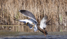 Vịt mẹ quyết chiến với mòng biển giải cứu con ngoạn mục