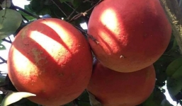 200.000 đồng/quả bưởi đỏ tiến vua vẫn đắt khách