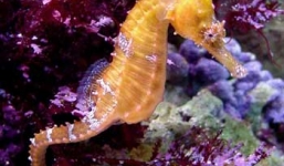 Cá ngựa đực gồng mình sinh hàng trăm con