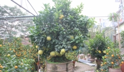 Cây bưởi bonsai cho thuê chơi Tết, trả trăm triệu không bán