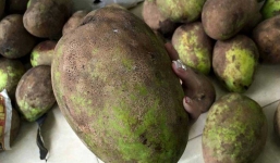 Xoài nặng 2kg/quả dân Hà thành đổ xô tìm mua