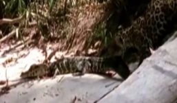 Cá sấu tung cú đớp chí mạng vào trúng mặt báo hoa