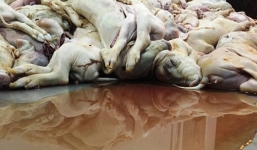 Hãi hùng với gần 200 con heo sữa hôi thối trên bàn tiệc đãi khách