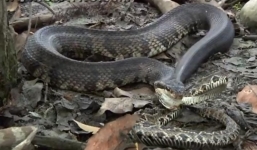 Rắn đuôi chuông bị rắn mamba tung cú đớp 'tử thần'