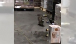 Video: Hài hước cảnh chồn say rượu