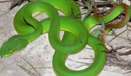 Bé trai 13 tuổi bị rắn lục đuôi đỏ cắn suýt chết