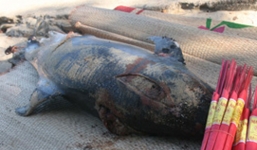 Cá heo 100kg chết dạt vào bờ biển Quảng Ninh