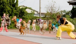 13 con chó cùng chơi trò nhảy dây đều tắm tắp