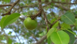 Hãi hùng 'quái thảo' nguy hiểm: Chỉ đứng dưới trú mưa cũng chết