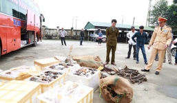 Phát hiện xe khách chở 1 tấn nội tạng, chân trâu bò thối