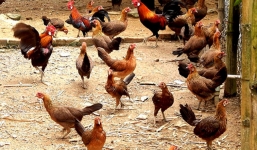 Trang trại 5.000 con gà rừng cho thu nhập 20 tỷ mỗi năm