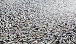 Cá chết trắng kín mặt sông, ngư dân mất tỷ đồng/đêm