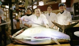 Cá ngừ khổng lồ nặng 200kg giá gần 3 tỷ đồng