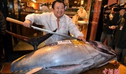 Clip: Con cá ngừ vây xanh 200 kg giá 2,6 tỷ đồng