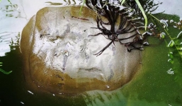 Phát hiện ba ba 'khủng' nặng 50kg ở Quảng Nam