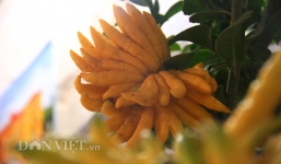 Phật thủ trưng Tết giá chục triệu đồng