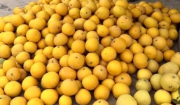 Hàng hiếm bưởi tiến vua giá cao 100.000 đồng/quả