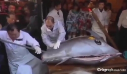 Clip: Xẻ thịt con cá ngừ nặng 222kg, giá gần 40 tỷ