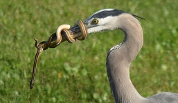 Rắn độc chết thảm dưới mỏ của chim diệc