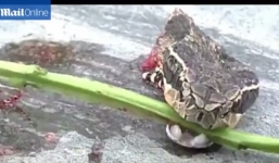 Rắn hổ mang bị chặt đứt đầu cắn chết đầu bếp
