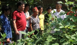 Gặp lương y phố núi chuyên trị bệnh khớp miễn phí cho người nghèo