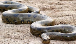 Trăn Anaconda khổng lồ chết thảm vì hạn hán bị kền kền xẻ thịt