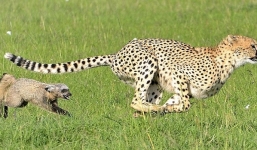 Báo đốm bị cáo tai dơi phản đòn bất ngờ, rượt chạy thục mạng