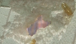 Bộ Y tế vào cuộc vụ dầu cá Omega 3 Trung Quốc ăn thủng tấm xốp