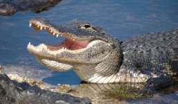 Cá sấu tung mình đớp gọn chim diệc chỉ trong chớp mắt