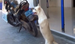 Chó hai chân đi bộ nổi tiếng về nghị lực nhất thế giới