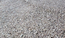 Đồng Nai: Mất trắng 10 tỷ đồng chỉ trong hai ngày nguồn nước ô nhiễm