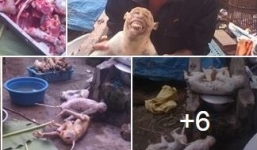 Xác minh nam thanh niên khoe ảnh giết khỉ trên Facebook gây phẫn nộ