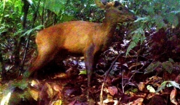 Phát hiện loài mang lớn quý hiếm tại Thanh Hóa