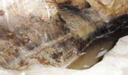 Bí ẩn bầy rắn độc canh kho giữ tiền người dân không dám đến gần