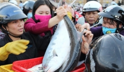 Cá sang giám giá từ 200 còn 30 nghìn đồng/kg, dân đổ xô mua