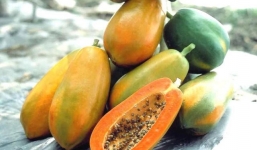 Cách phân biệt đu đủ 'sạch' và ủ đất đèn