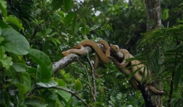 Video cặp 'vợ chồng' rắn trên đảo rắn độc săn mồi